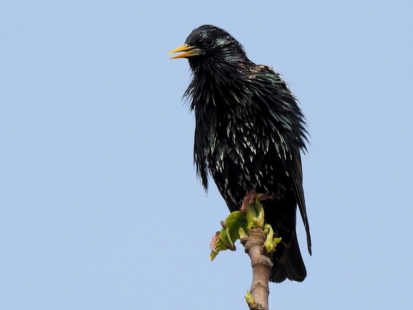 il Birdwatching al tempo del Covid 19